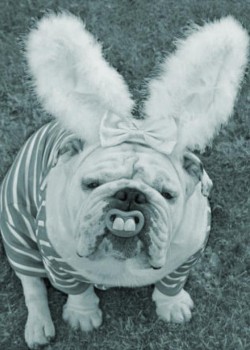 l-My-friends-dog-got-into-the-Easter-Spirit copy