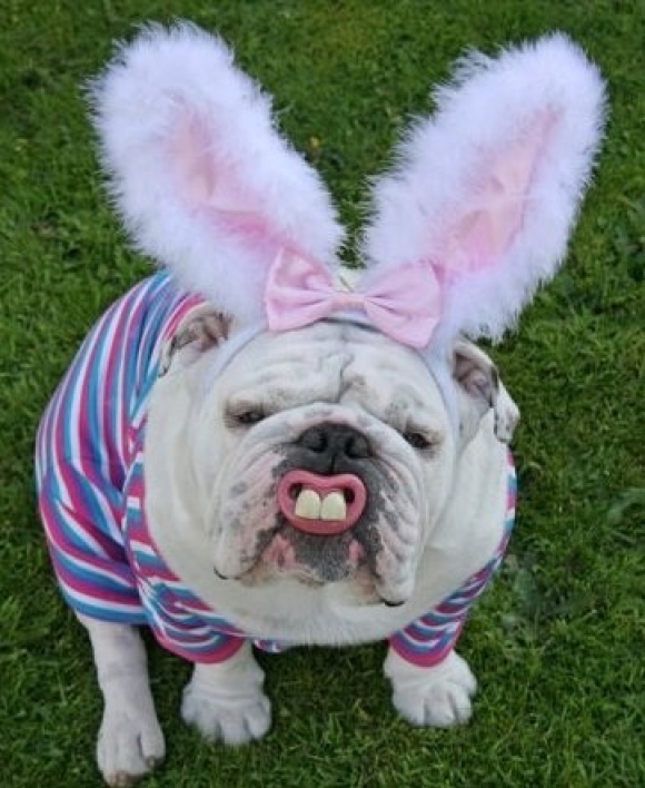 l-My-friends-dog-got-into-the-Easter-Spirit